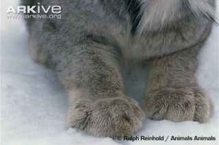 Illustration for article titled Caturday - Lynx canadensis Edition
